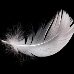 An isolated white feather. Image courtesy EMprize/shutterstock.com.