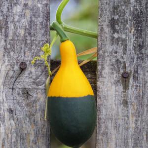 A squash caught in a fence. Image courtesy Mr. Green/shutterstock.com.