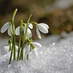 Snowdrops peek through the snow. Image courtesy ArtOfLightPro/shutterstock.com