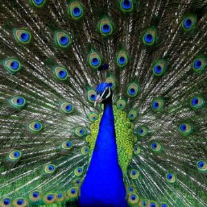 Close up of peacock, CoolR / Shutterstock.com