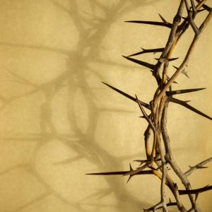 Crown of thorns. Image via Ricardo Reitmeyer/shutterstock.com