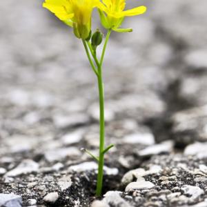 Flower growing out of crack in asphalt, Elena Elisseeva / Shutterstock.com