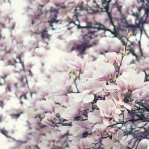 Blooming magnolia tree, Gyuszko-Photo / Shutterstock.com