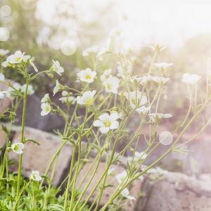 Garden photo, VICUSCHKA / Shutterstock.com