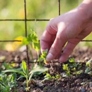 Removing weeds by hand in a garden. Image courtesy gabriel12/shutterstock.com