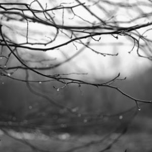 Bare branches in the rain. Image courtesy PunctRo/shutterstock.com