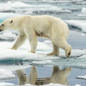 A polar bear walks along ice floes in the Arctic Ocean. Photo courtesy of Florid