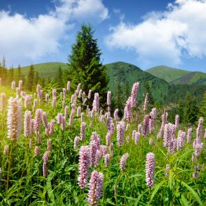 Mountain scenery, Nataliia Melnychuk/ Shutterstock.com