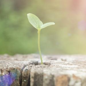 New growth, Phonlawat_778 / Shutterstock.com