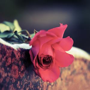 A rose on a stone. Image courtesy wrangler/shutterstock.com