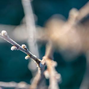 Iced-over buds, bbernard / Shutterstock.com