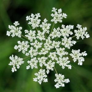 Queen Anne's Lace image by Kevin H Knuth /Shutterstock.
