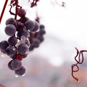 Grapes frozen on the vine, jecka / Shutterstock.com