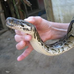 Snake handling image via Arie v.d. Wolde/ Shutterstock