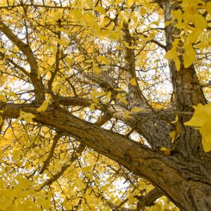 Ginkgo tree leaves, Tito Wong / Shutterstock.com