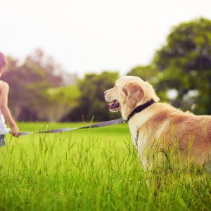 Girl with Golden Retriever photo, Martin Valigursky, Shutterstock.com