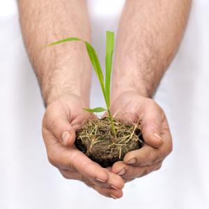 Hands hold a seedling. Image courtesy AlessandroZocc/shutterstock.com.