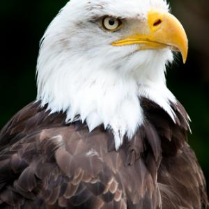 Bald eagle via shutterstock.com
