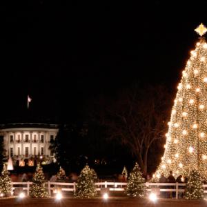 Photo: National Christmas Tree, © Robert Crow / Shutterstock.com