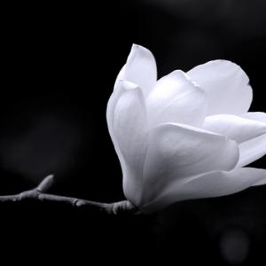 Black and white magnolia, Gregory Johnston / Shutterstock.com