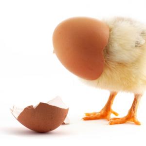 Chick breaking out of a shell, S-F / Shutterstock.com