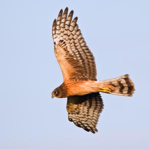 Northern Harrier, Peter Schwarz / Shutterstock.com