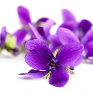 Purple flowers. Image courtesy Robyn Mackenzie/shutterstock.com