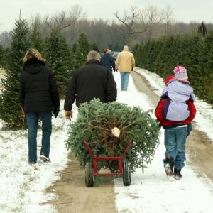 Photo: Family lugging their freshly cut tree, © Lori Sparkia/ Shutterstock.com