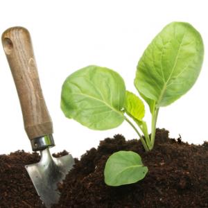 Cabbage plant, Richard Griffin / Shutterstock.com