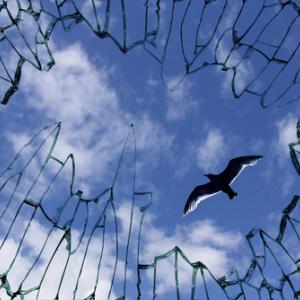 A dove flies above a cage of glass. Image courtesy Yu Lan/shutterstock.com.