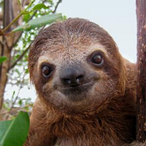 Baby sloth, Vilainecrevette / Shutterstock.com