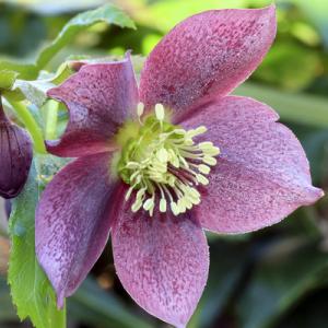 (Lenten Rose photo by Lynn Whitt/Shutterstock.)