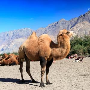 (Camel photo by Tatiana Belova /Shutterstock.com)