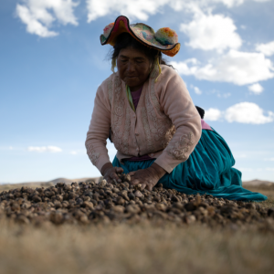 Maxima Ccalla, an indigenous Quechua woman, moves dehydrated potatoes on a field in Puno, Peru on June 18, 2021.