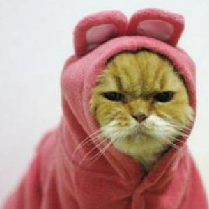 Grumpy kitty. Image via Tumblr. 
