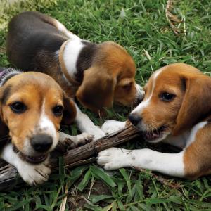 A picture of (adorable) beagle puppies pouncing and nibbling on a stick in thick grass.