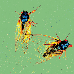 The image shows two cicadas on a green background