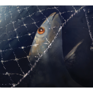 Illustration of a fish looking up through a net in the ocean