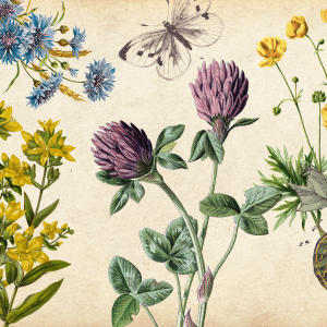 The image shows illustrations of various native wildflowers on a tan, parchment looking background 