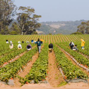 Mexican migrant workers picking up strawberries in strawberry field, Salinas, California, USA