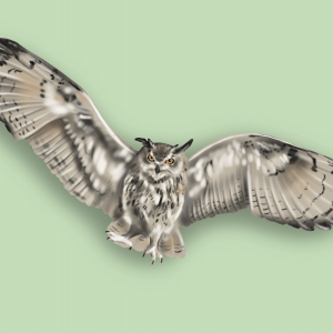 The illustration shows an owl swooping with open wings and a focused, determined gaze. 