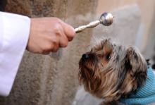 Father Juan Manuel Villar (L) blesses a dog. Photo by Jasper Juinen/Getty Images Photo by Jasper Juinen/Getty Images