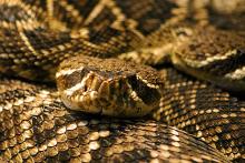Rattlesnake. Image via http://bit.ly/KMHG5x. Rattlesnake. Image via http://bit.ly/KMHG5x.