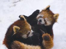 Rare red pandas, wrestling in the snow. Image via Wiki Commons http://bit.ly/xcpR67 Rare red pandas, wrestling in the snow. Image via Wiki Commons http://bit.ly/xcp
