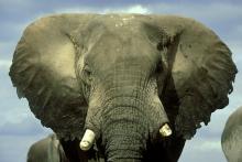 African bull elephant in Kenya. Image via Getty Images. African bull elephant in Kenya. Image via Getty Images.