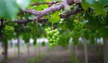 Is our planet like the vineyard of Jesus' parable? Image courtesy huyangshu/shutterstock.com Is our planet like the vineyard of Jesus' parable? Image courtesy huyangshu/shut