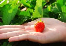 Closeup of fresh organic strawberries. JENG_NIAMWHAN / Shutterstock.com JENG_NIAMWHAN / Shutterstock.com