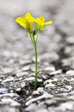 Flower growing out of crack in asphalt, Elena Elisseeva / Shutterstock.com Flower growing out of crack in asphalt, Elena Elisseeva / Shutterstock.com