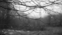 Bare branches in the rain. Image courtesy PunctRo/shutterstock.com Bare branches in the rain. Image courtesy PunctRo/shutterstock.com