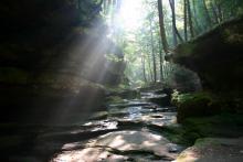 Sun shines through trees in rocky valley. Photo: Mark Poprocki/Shutterstock